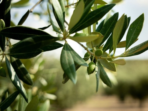 EVOO, what it is and what is its origin